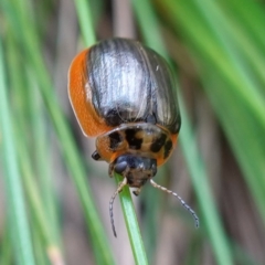 Paropsisterna agricola (Eucalyptus leaf beetle) at Paddys River, ACT - 10 Feb 2023 by RobG1