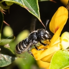 Megachile sp. (several subgenera) (Resin Bees) at Acton, ACT - 16 Feb 2023 by Roger