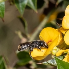 Megachile sp. (several subgenera) at Acton, ACT - 17 Feb 2023