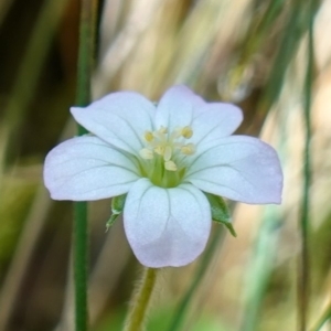 Geranium potentilloides at Paddys River, ACT - 10 Feb 2023