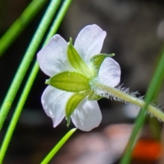 Geranium potentilloides at Paddys River, ACT - 10 Feb 2023