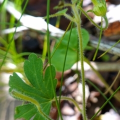 Geranium potentilloides at Paddys River, ACT - 10 Feb 2023