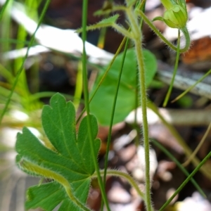 Geranium potentilloides at Paddys River, ACT - 10 Feb 2023