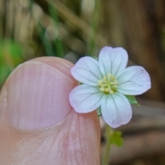 Geranium potentilloides at Paddys River, ACT - 10 Feb 2023