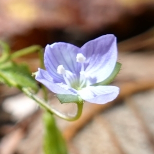 Veronica calycina at Paddys River, ACT - suppressed