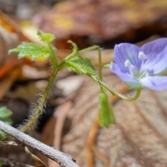 Veronica calycina at Paddys River, ACT - suppressed