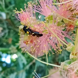 Amphylaeus (Agogenohylaeus) obscuriceps at Holder, ACT - 14 Feb 2023