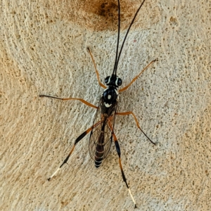 Glabridorsum stokesii at Kambah, ACT - 17 Feb 2023 03:34 PM