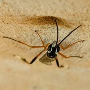 Glabridorsum stokesii at Kambah, ACT - 17 Feb 2023 03:34 PM