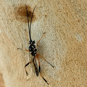 Glabridorsum stokesii at Kambah, ACT - 17 Feb 2023