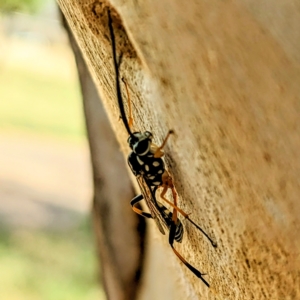 Glabridorsum stokesii at Kambah, ACT - 17 Feb 2023 03:34 PM