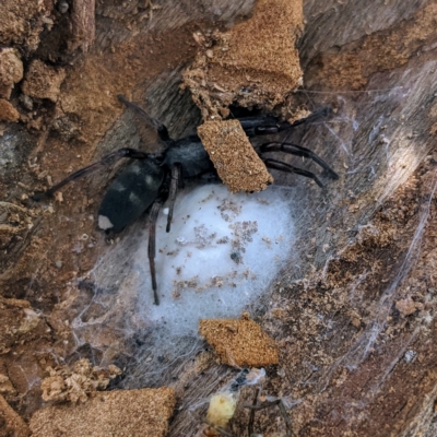 Lampona sp. (genus) (White-tailed spider) at Kambah, ACT - 17 Feb 2023 by HelenCross