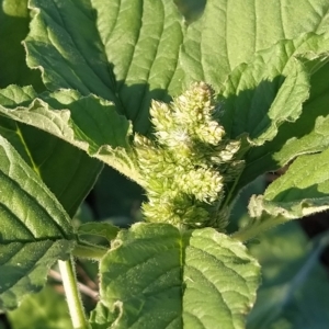 Amaranthus powellii at Fadden, ACT - 17 Feb 2023