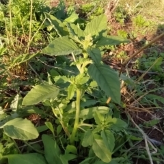 Amaranthus powellii at Fadden, ACT - 17 Feb 2023