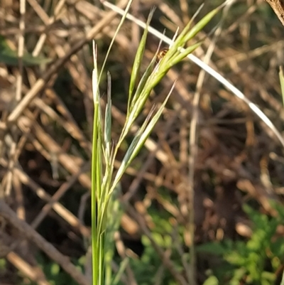 Microlaena stipoides (Weeping Grass) at Fadden, ACT - 17 Feb 2023 by KumikoCallaway