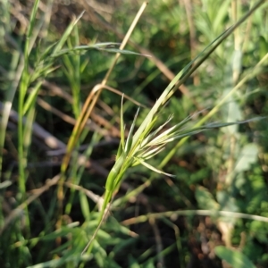 Microlaena stipoides at Fadden, ACT - 17 Feb 2023