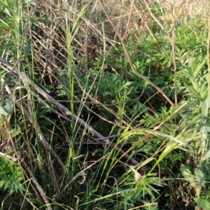 Microlaena stipoides at Fadden, ACT - 17 Feb 2023