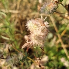 Trifolium arvense var. arvense (Haresfoot Clover) at Fadden, ACT - 16 Feb 2023 by KumikoCallaway