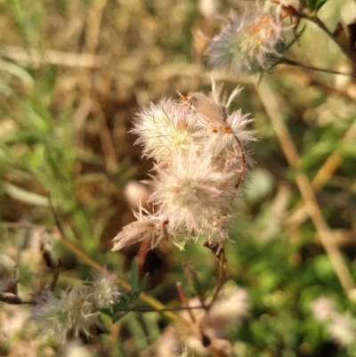 Trifolium arvense var. arvense (Haresfoot Clover) at Fadden, ACT - 17 Feb 2023 by KumikoCallaway