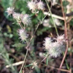 Trifolium arvense var. arvense at Fadden, ACT - 17 Feb 2023