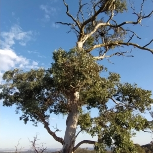 Eucalyptus polyanthemos at Wanniassa Hill - 17 Feb 2023