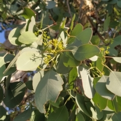 Eucalyptus polyanthemos at Wanniassa Hill - 17 Feb 2023