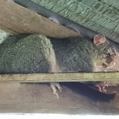 Trichosurus vulpecula (Common Brushtail Possum) at Braidwood, NSW - 17 Feb 2023 by MatthewFrawley