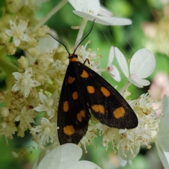 Asura cervicalis (Spotted Lichen Moth) at Braidwood, NSW - 17 Feb 2023 by MatthewFrawley