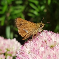 Dispar compacta (Barred Skipper) at Braidwood, NSW - 17 Feb 2023 by MatthewFrawley