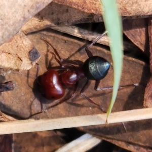 Melophorus sp. (genus) at Deakin, ACT - 15 Feb 2023