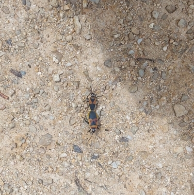 Dindymus versicolor (Harlequin Bug) at Cotter River, ACT - 16 Feb 2023 by GirtsO