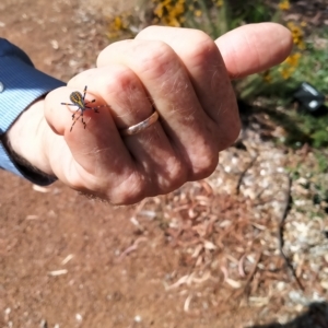 Amorbus sp. (genus) at Curtin, ACT - 17 Feb 2023