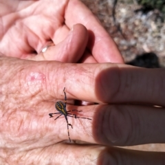 Amorbus sp. (genus) at Curtin, ACT - 17 Feb 2023