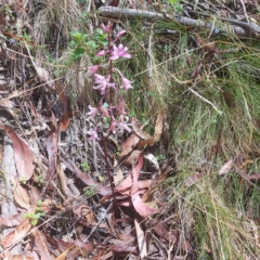 Dipodium roseum (Rosy Hyacinth Orchid) at Cotter River, ACT - 16 Feb 2023 by GirtsO