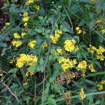 Senecio linearifolius (Fireweed Groundsel, Fireweed) at Cotter River, ACT - 17 Feb 2023 by GirtsO