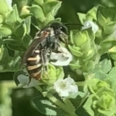 Lipotriches (Austronomia) phanerura (Halictid Bee) at Dulwich Hill, NSW - 11 Feb 2023 by JudeWright