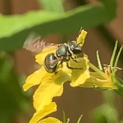 Lipotriches (Austronomia) phanerura (Halictid Bee) at Dulwich Hill, NSW - 11 Feb 2023 by JudeWright