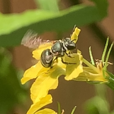 Lipotriches (Austronomia) phanerura (Halictid Bee) at Dulwich Hill, NSW - 11 Feb 2023 by JudeWright