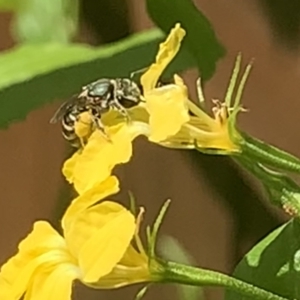 Lipotriches (Austronomia) phanerura at Dulwich Hill, NSW - 11 Feb 2023