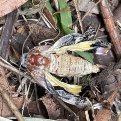 Prorocopis euxantha (Golden Crest) at O'Connor, ACT - 17 Feb 2023 by ibaird