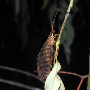 Oedosmylus tasmaniensis at Kambah, ACT - 17 Feb 2023 09:12 PM