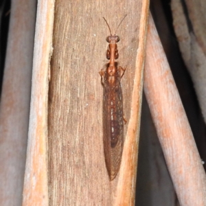 Mantispidae (family) at Kambah, ACT - 17 Feb 2023