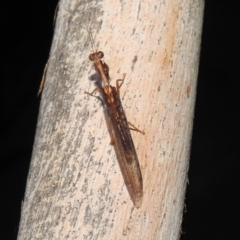 Mantispidae (family) at Kambah, ACT - 17 Feb 2023