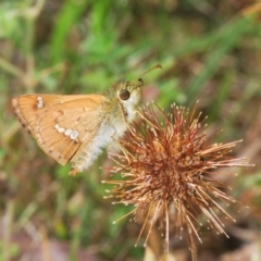 Dispar compacta (Barred Skipper) at Stromlo, ACT - 10 Feb 2023 by Harrisi