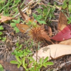 Dispar compacta at Stromlo, ACT - 11 Feb 2023