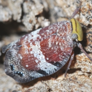 Platybrachys decemmacula at Stromlo, ACT - 12 Feb 2023