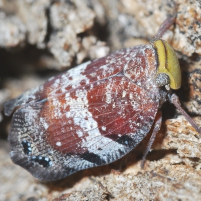 Platybrachys decemmacula (Green-faced gum hopper) at Stromlo, ACT - 12 Feb 2023 by Harrisi