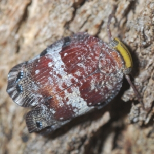 Platybrachys decemmacula at Stromlo, ACT - 12 Feb 2023