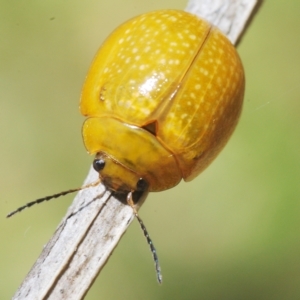 Paropsisterna cloelia at Pialligo, ACT - 15 Feb 2023