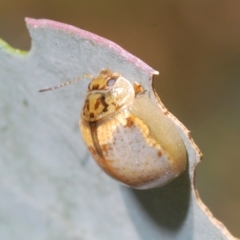 Paropsisterna m-fuscum (Eucalyptus Leaf Beetle) at Pialligo, ACT - 15 Feb 2023 by Harrisi